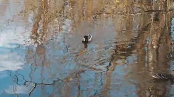 Ánade real de pato salvaje nada en el agua en el estanque — Vídeo de stock