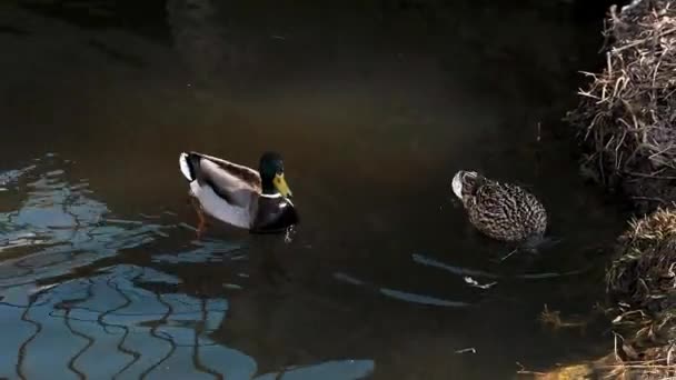 Pair of mallard wild ducks in their natural habitat on the pond — ストック動画