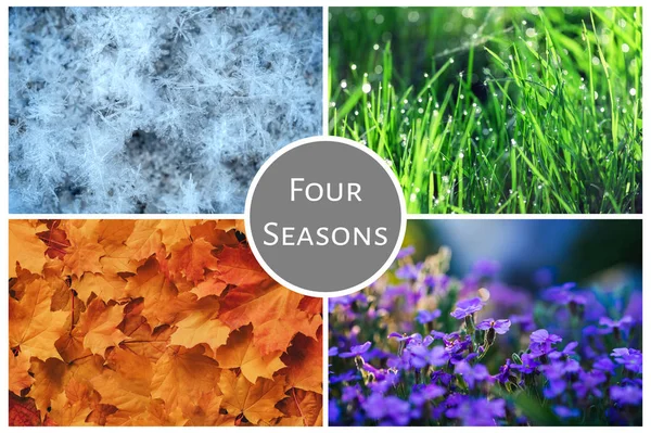 Cuatro estaciones collage de la naturaleza: invierno, primavera, verano, otoño —  Fotos de Stock