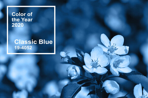 Main color trend 2020 classic blue. Apple blossoms in spring