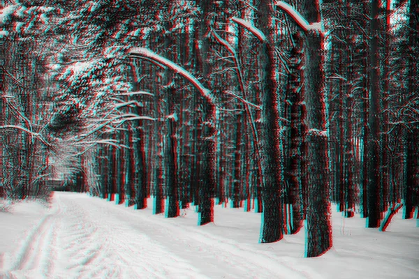 Trail in een dennenbos, de winter — Stockfoto