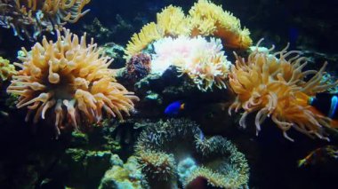 Colorful exotic fish swim underwater near coral reefs. Wild life of marine flora and fauna