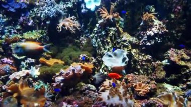 Colorful exotic tropical fish swim in the aquarium under water