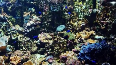 Tropical exotic colorful fish swim under water near a coral reef