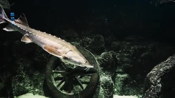 Beluga ryby z čeledi jeseterů plave pod vodou — Stock video