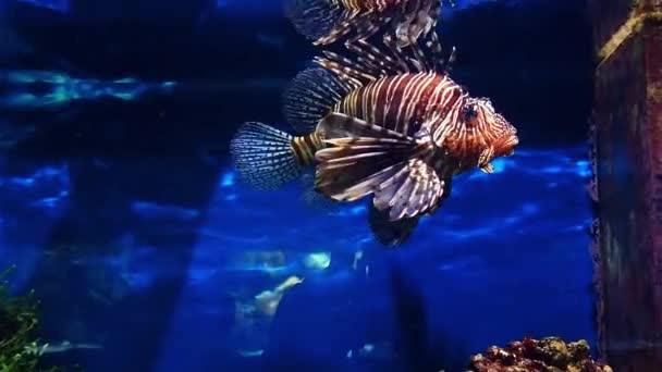 A pterois volitánok kék vízben úsznak. — Stock videók