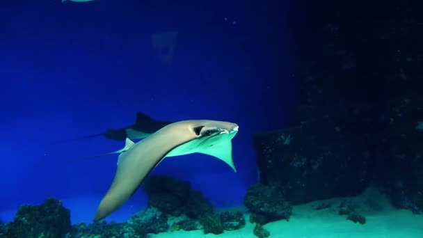 Large Stingray swims underwater — Stockvideo