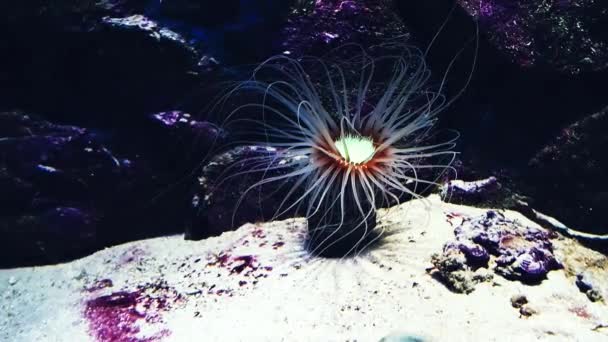 Actiniaria bajo el agua. Flora y fauna oceánica — Vídeo de stock