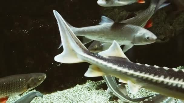 Rutilus frisii, Rudd and other freshwater European river fish swim in the water — Stock Footage Rutilus frisii, Rudd and other freshwater European river fish swim in the water Royalty Free Stock Video