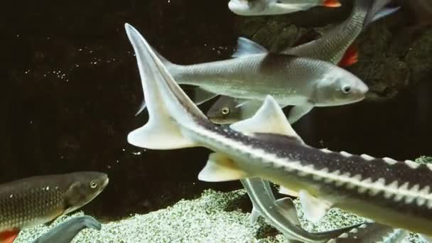 Rutilus frisii, Rudd en andere zoetwatervissen zwemmen in het water — Stockvideo