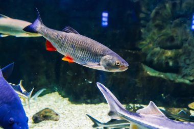 Rudd Rutilus fish swim under blue water