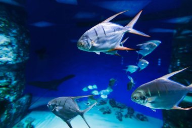 fish Palometa Trachinotus goodei swim in blue water