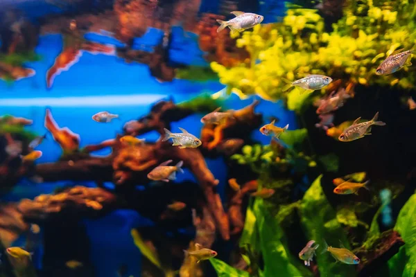 Schöne bunte Moenkhausia Pittieri Fische schwimmen im Wasser — Stockfoto