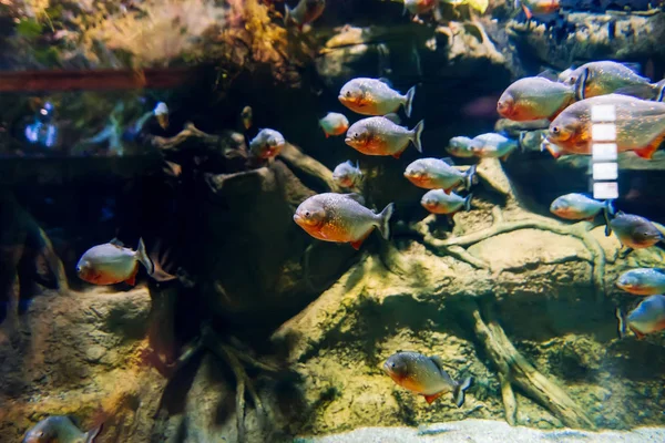 Colonia di pesci piranha predatori nuota sott'acqua — Foto Stock