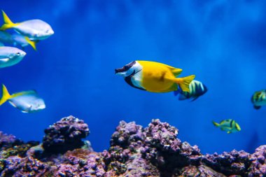 Siganus vulpinus Fox Face fish in the aquarium