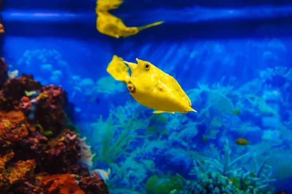 Gula långhornskorpfiskar simmar i blått vatten i akvarium — Stockfoto