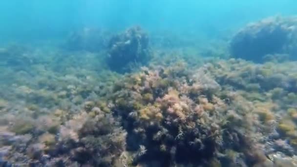 Mergulho no fundo do oceano com peixes tropicais e algas marinhas — Vídeo de Stock