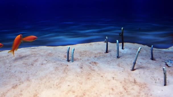 Taenioconger hassi, spotted garden eel at the bottom in the sand — Stock videók