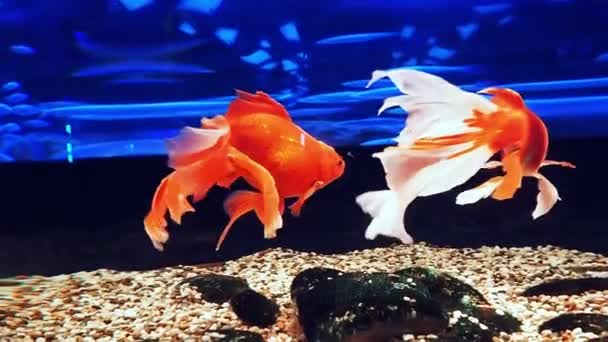 Oro rojo y blanco peces fantail y velo nadar en agua azul — Vídeo de stock