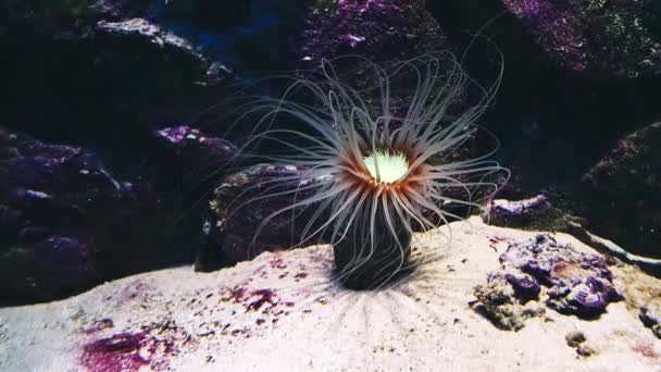 Actiniaria bajo el agua. Flora y fauna oceánica — Vídeos de Stock