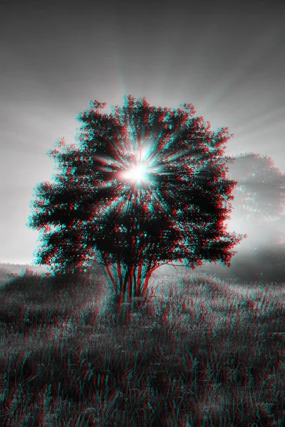 Árvore em um campo ao nascer do sol com os raios do sol no verão — Fotografia de Stock