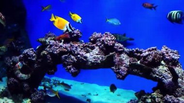 Tropikal egzotik balıklar akvaryumdaki mercan resiflerinin yakınında suyun altında yüzerler.