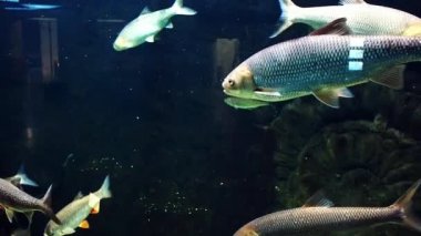 Rutilus frisii, Rudd and other freshwater European river fish swim underwater