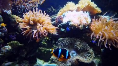 Colorful exotic tropical fish swim in the aquarium under water