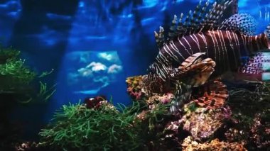Pterois volitans swims in blue water