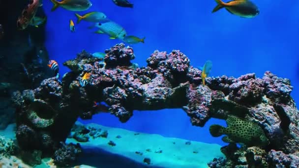 Tropical colorful fish swim underwater near a coral reef in an aquarium — 비디오