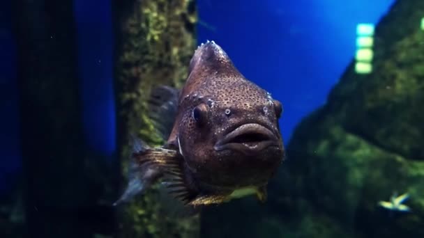 Циклоп Lumpfish плаває під водою — стокове відео