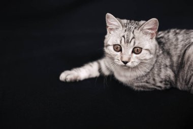 Siyah arka planda yatan İskoç heteroseksüel kedi.