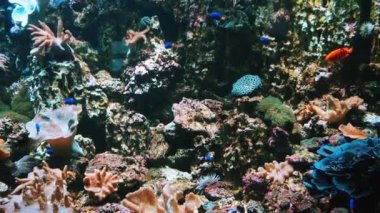 Tropical exotic colorful fish swim under water near a coral reef