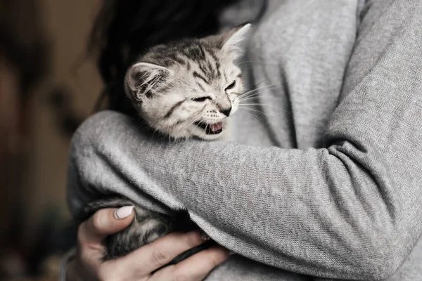 Grey striped Scottish straight kitten in the arms — Stock Photo, Image