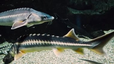 Beluga fish from the sturgeon family swims underwater
