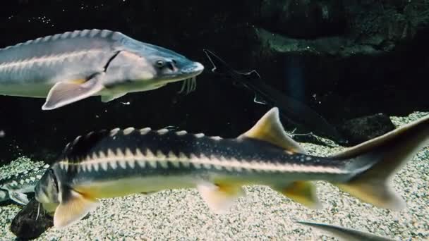 I pesci beluga della famiglia degli storioni nuotano sott'acqua — Video Stock