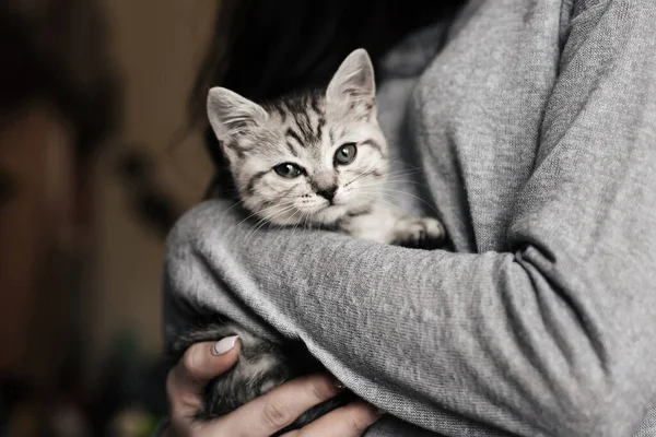 Grey striped Scottish straight kitten in the arms — Stock Photo, Image