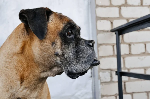 portrait of a boxer dog