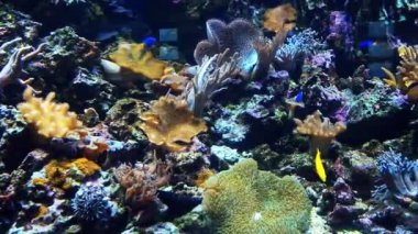 Colorful exotic fish swim underwater near coral reefs. Wild life of marine flora and fauna