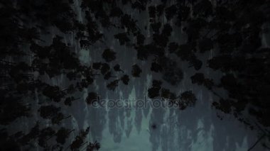 Hava görüntüsü. Gece vakti ve siste esrarengiz orman. Ay ışığı ve ağaçların gölgesi.