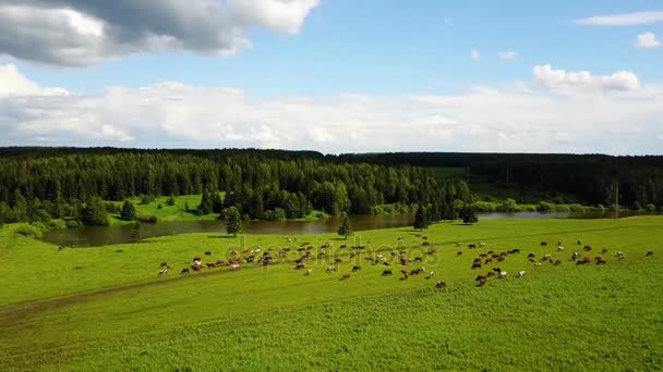 スイスの緑の牧草地で牛を見ると — ストック動画