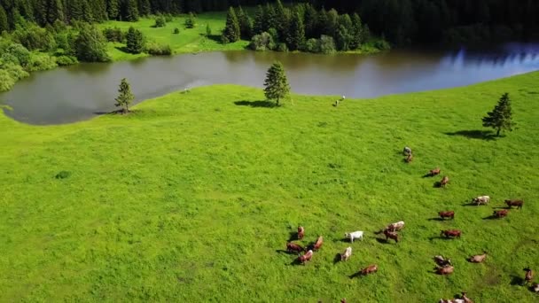 Flygfoto av kor på grön betesmark i Schweiz — Stockvideo