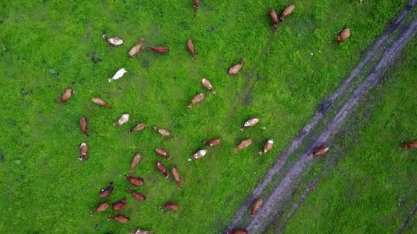 Aerial view of cows on green pasture in Switzerland — Stock Video