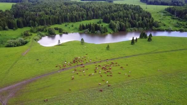 Aerial view of cows on green pasture in Switzerland — Stock Video