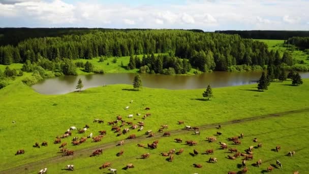 Antenninäköala lehmille vihreällä laitumella Sveitsissä — kuvapankkivideo