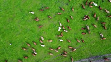 İsviçre 'de yeşil otlaktaki ineklerin hava manzarası