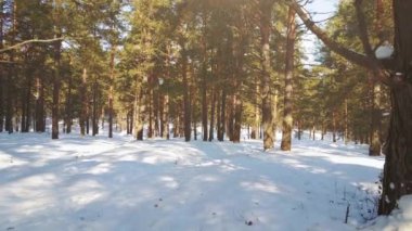 Snowy orman üstünden havadan görüntü. Kar taneleri ve ilk kar.