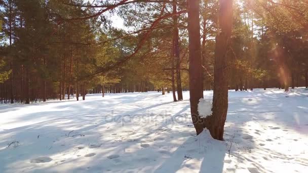 Luftbild von der Spitze des verschneiten Waldes. Schneeflocken und der erste Schnee. — Stockvideo