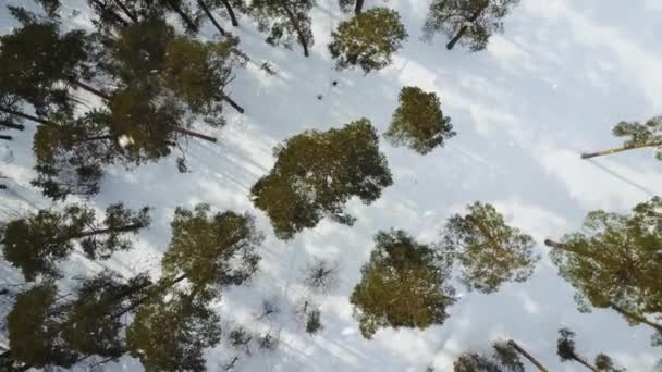 Flyg bild från toppen av snöiga skogen. Snöflingor och första snön. — Stockvideo