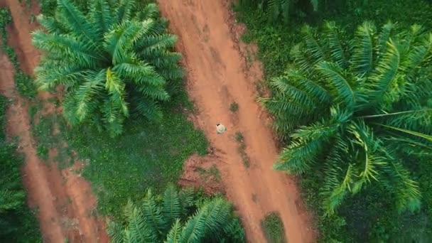 AERIAL. 100 meters up. Top view directly above a asian female farmer in the hat monitoring his farm with a tablet. Palms farm in Thailand. — Stock Video